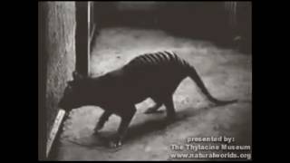 Thylacine footage circa 1930 [upl. by Cusack429]