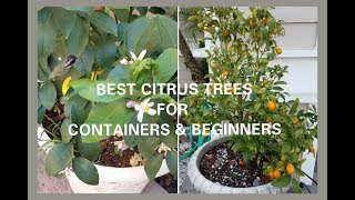 Best Citrus Tree to grow in a Container That Require Little Care  Ideal for Beginners [upl. by Loutitia]