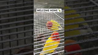 WELCOME HOME LUTINO BIRDS [upl. by Clarkin]