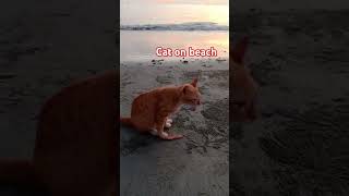 Kittykitten cutecat trending cuteanimal kittycat 🐈foryou viralshortcatytshorts [upl. by Anailli]