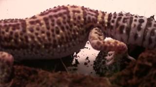 quotGlitzquot Leopard Gecko Laying Eggs [upl. by Caryl]