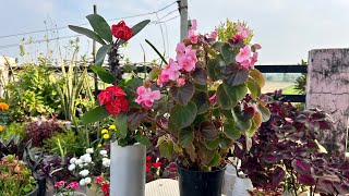 Care Of Begonia And Euphorbia ￼Tips And Tricks NATURE CHANGE THE FUTURE [upl. by Patience]