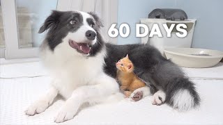 Rescued Tiny Kitten Grows Up Believing He’s a Big Dog  Day 1 to 60 [upl. by Ilyse398]