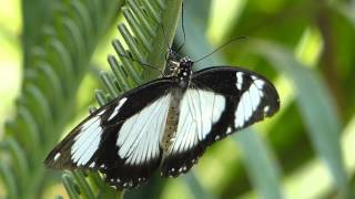 Schmetterling Papilio dardanus [upl. by Alludba]