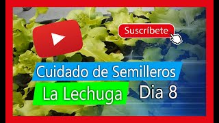 🌱🌱 CURSO DE HIDROPONIA día 8 cuidados de semillero de lechuga  Hidroponia en Casa Vídeo 2 💐💐 [upl. by Ludwigg]