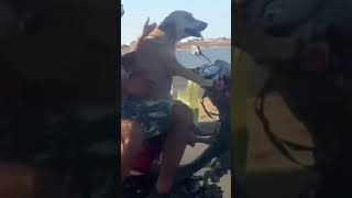 Driving Pup Dog Takes the Wheel amazing drivingskills riding dog shortsvideo shorts [upl. by Renba]