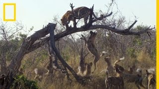 Enemigos ETERNOS Licaones acorralan a un LEOPARDO  National Geographic en Español [upl. by Intihw]