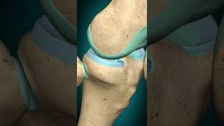 Knee joint flexion extension kneejoint [upl. by Sondra]