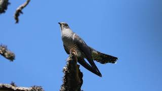 Calls Of Eurasian Or Common Cuckoo Male amp Female [upl. by Adner]