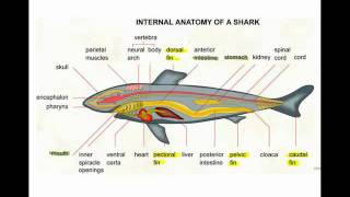 Chondrichthyes [upl. by Neeleuqcaj]