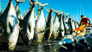 Harvest Giant Bluefin Tuna Tuna Fishing Nets On Modern Boat  BLUEFIN TUNA Cutting in Factory [upl. by Rovelli96]