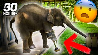 Cet éléphant a eu un accident triste 😰  Les 30 histoires spectaculaires [upl. by Merle807]