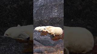 Get Up Close to Polar Bears Through a 100MP Camera [upl. by Devland]