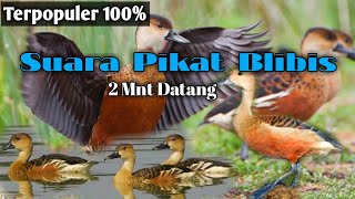 SUARA PIKAT BELIBIS quot PALING AMPUH quot [upl. by Kai]