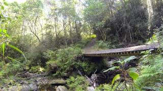 Knysna elephant spotted [upl. by Noell355]