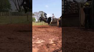 TREINO DE RODEIO MUNTADA [upl. by Eelan459]