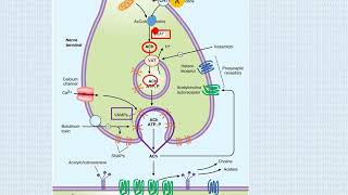 transmision colinergica [upl. by Eirrod145]