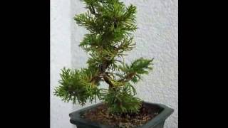 Bonsai Juniperus chinensis Plumosa Aurea [upl. by Mcclenaghan]