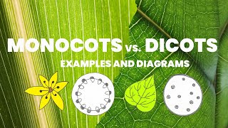 Learn easy to observe characteristics of monocots and dicots  Monocotyledons vs Dicotyledons [upl. by Burnsed]