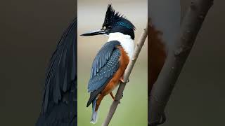 Belted Kingfisher birds forestbirds colorfulanimals birdslover [upl. by Agiaf]