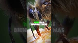 Das essen Bienen… [upl. by Eimoan]