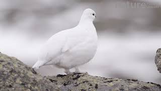 Female Rock ptarmigan calling Sarek National Park Sweden April [upl. by Adnal]