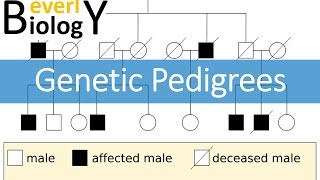 Genetic Pedigrees updated [upl. by Peh]