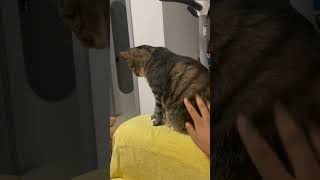 cat pets fyp foryou funny [upl. by Ameer]