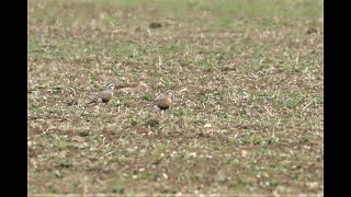 Dotterel Piddington Northamptonshire 1521 [upl. by Meikah140]