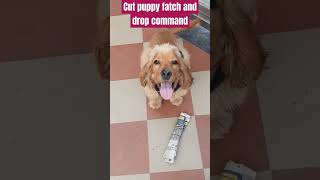 How to teach your puppy fatch and drop Commandbestguarddog labrador guarddog yourdog funny cut [upl. by Sybilla]