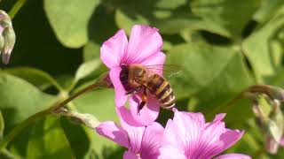 Japanese Honeybee Pollinates Pinksorrel Flowers 240fps [upl. by Anavoig]