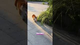 Corgi Plays with HIMSELF 🐶🎮 [upl. by Nemlaz145]