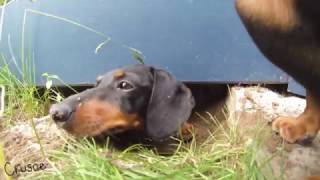 Dachshund Stuck Under Deck  Mum Almost Finds Out [upl. by Monto]