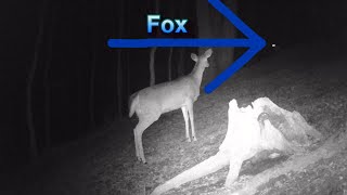 Deer vs Fox  Awesome Deer Vocalizations [upl. by Halverson]