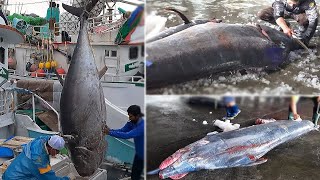 Awesome Fish Cutting Skills  Giant Bluefin Tuna VS Giant Marlin [upl. by Marylin]