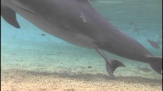 Incredible Dolphin Birth at Dolphin Quest Hawaii [upl. by Aicila815]