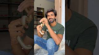 Snake Rescue P1 shorts shortvideo viral rescue snakerescue [upl. by Enelram127]