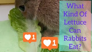 What Types Of Lettuce Can Rabbits Eat [upl. by Orgel]