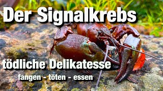 Signalkrebs fangen töten essen invasive Art im Gewässer [upl. by Clerc779]