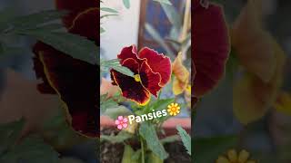 🌼Pansies🌸 nature’s smile in full bloompansies flowers garden beautiful nature gardenideas [upl. by Liddy420]