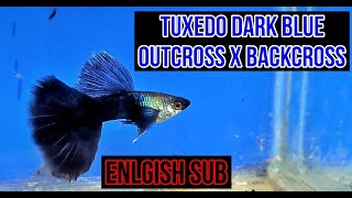 Hb Blue Guppy Outcross and Back Cross guppy guppybreeder guppybreeding guppyfish [upl. by Ahsika]