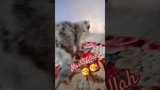 music song love bollywood lovesong cat catee musicgenre lovely catlover [upl. by Notwen]