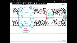 Noncyclic photophosphorylation  Light reaction  photosynthesis [upl. by Ahcropal]