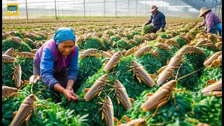 How Chinese People Consume Billions of Locusts Every Year Earning Millions of Dollars  Locust Farm [upl. by Yanrahs]