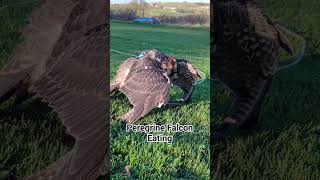 Peregrine falcon eating chicks [upl. by Naharba]