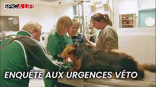 Urgence  enquête sur les vétos prêts à tout [upl. by Erwin]