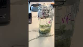 Module 2 Lactic Acid Fermentation set up video 2  Veronica Ragay [upl. by Cheng]