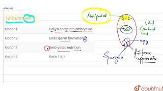 Synergids help in [upl. by Severin]