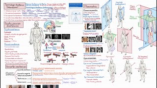 Anatomía Curso Completo Tema 2 Sujeto anatómico y planimetría [upl. by Aillij419]