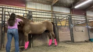 Equine Massage Certification Video  Nevaeh Gronenthal pt1 [upl. by Nikoletta]